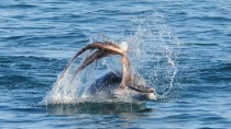 Video "Spezielles Jagdverhalten: Warum Delfine Oktopusse verprügeln"
