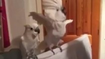 Video "Webvideos der Woche: Einfach animalisch"