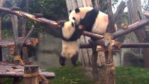 Video "Neues vom viralen Pandababy: Mami, ich falle...!"